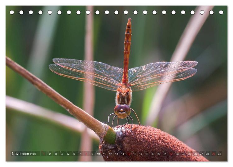 Produktbild: Libellen - Fliegende Edelsteine (Tischkalender 2026 DIN A5 quer), CALVENDO Monatskalender