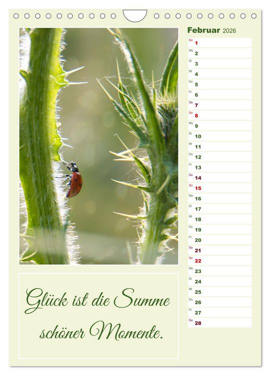 Produktbild: Marienk&auml;fer, Gl&uuml;cksbringer mit sieben Punkten (Wandkalender 2026 DIN A4 hoch), CALVENDO Monatskalender