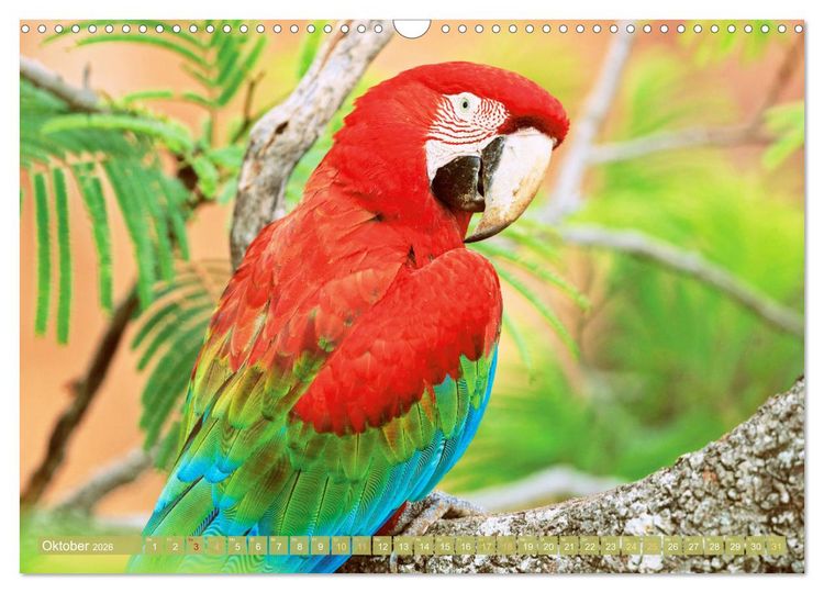 Produktbild: Farbenfrohe Papageien (Wandkalender 2026 DIN A3 quer), CALVENDO Monatskalender