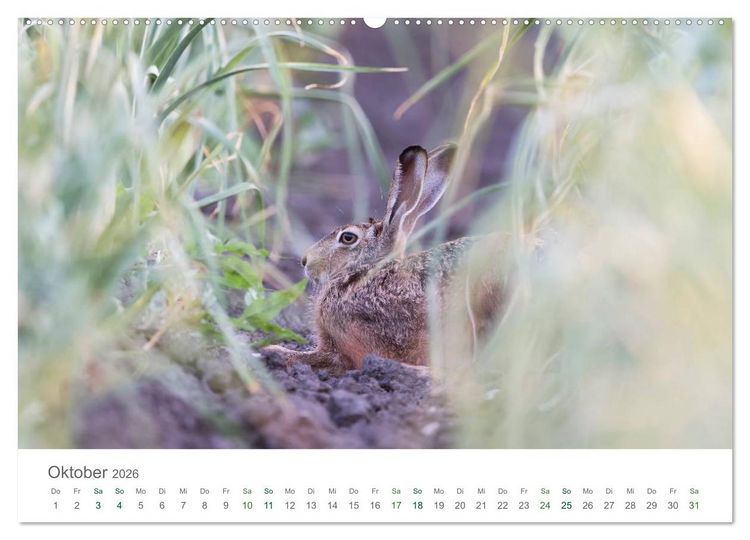 Produktbild: Feldhasen - dem Langohr auf der Spur (hochwertiger Premium Wandkalender 2026 DIN A2 quer), Kunstdruck in Hochglanz