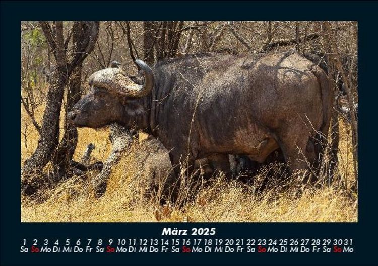 Produktbild: Tierkalender 2025 Fotokalender DIN A5