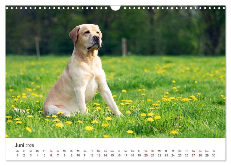 Produktbild: Labrador - Der Vierbeiner in Szene gesetzt. (Wandkalender 2026 DIN A3 quer), CALVENDO Monatskalender