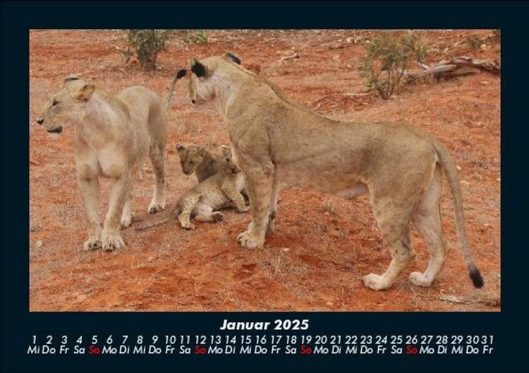 Produktbild: L&ouml;wen in der Wildnis 2025 Fotokalender DIN A5