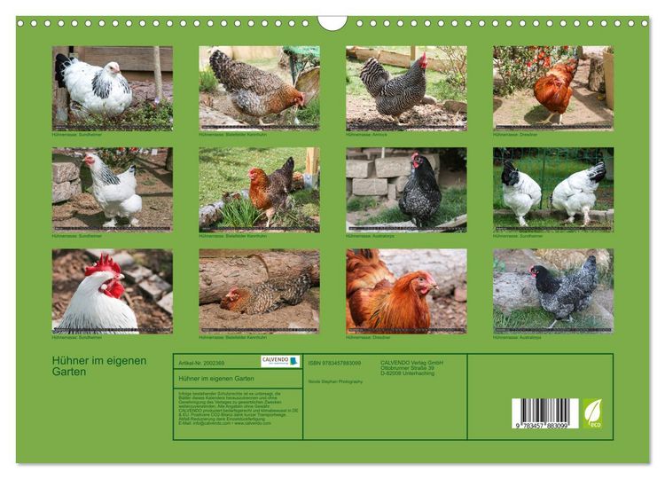 Produktbild: H&uuml;hner im eigenen Garten (Wandkalender 2026 DIN A3 quer), CALVENDO Monatskalender