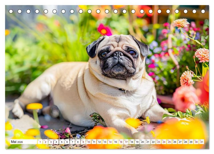 Produktbild: Mops-Mania - Der Spa&szlig;kalender f&uuml;r Mops-Fans (Tischkalender 2026 DIN A5 quer), CALVENDO Monatskalender