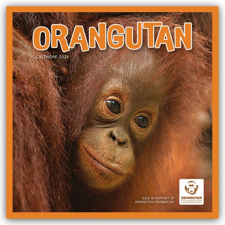 Produktbild: Orangutan – Orang-Utan 2026 – Wand-Kalender