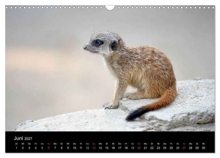 Produktbild: Lustige Erdm&auml;nnchen (Wandkalender 2027 DIN A3 quer), CALVENDO Monatskalender