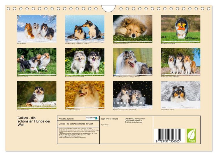 Produktbild: Collies - die sch&ouml;nsten Hunde der Welt (Wandkalender 2026 DIN A4 quer), CALVENDO Monatskalender