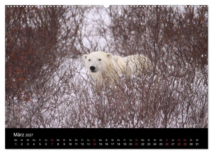 Produktbild: Arktische Tr&auml;ume - Eisb&auml;ren in Kanada (Wandkalender 2027 DIN A2 quer), CALVENDO Monatskalender