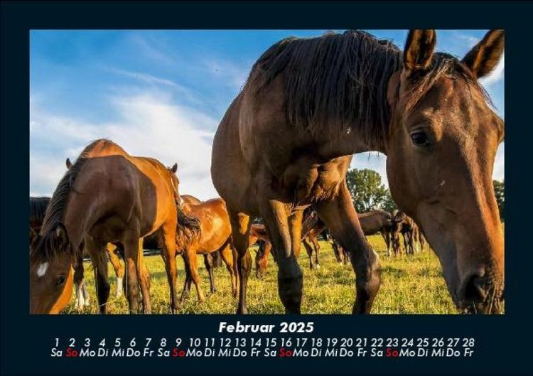 Produktbild: Die Welt der Pferde 2025 Fotokalender DIN A5
