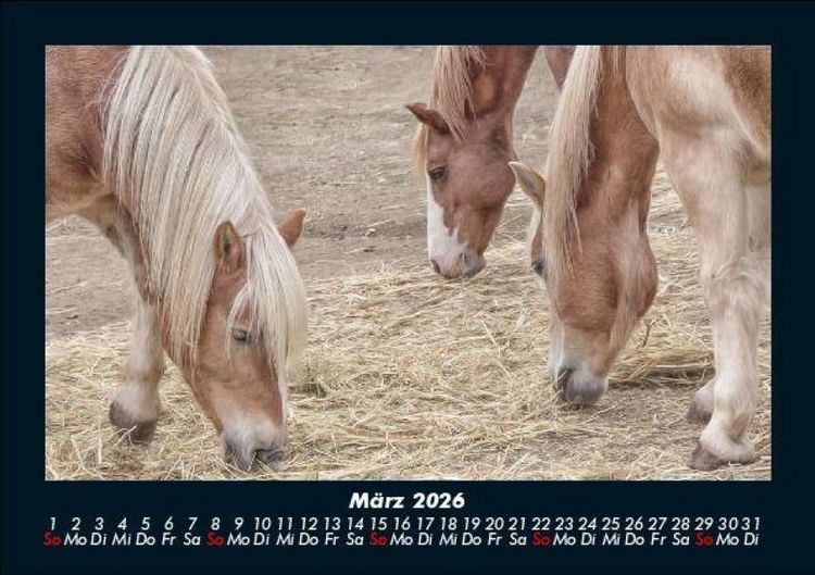 Produktbild: Welt der Pferde 2026 Fotokalender DIN A5