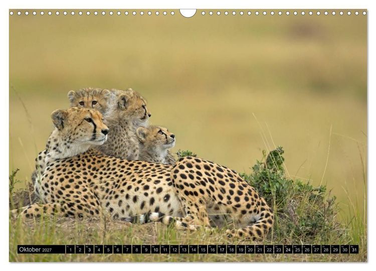 Produktbild: Magie des Augenblicks: Geparde - verschmuste Raubkatzen (Wandkalender 2027 DIN A3 quer), CALVENDO Monatskalender