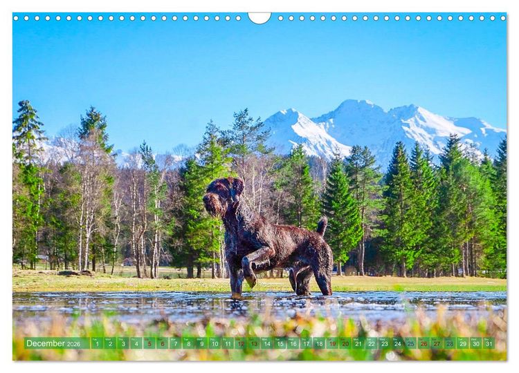 Produktbild: Pointer Power (Wall Calendar 2026 DIN A3 landscape), CALVENDO 12 Month Wall Calendar