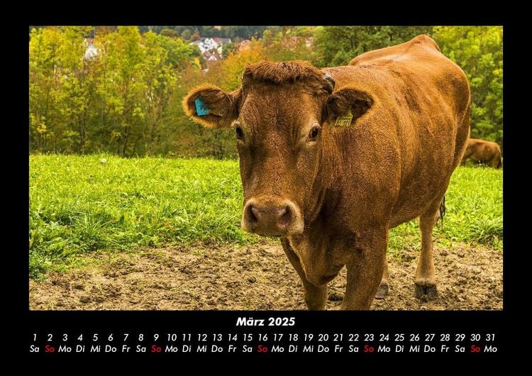 Produktbild: Tiere auf dem Bauernhof 2025 Fotokalender DIN A3