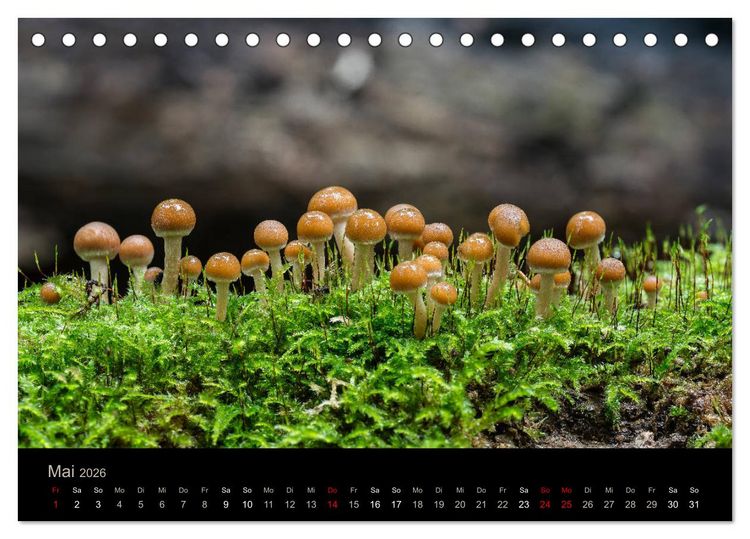 Produktbild: PILZE IM FOKUS 2026 (Tischkalender 2026 DIN A5 quer), CALVENDO Monatskalender