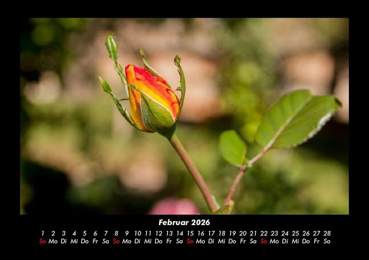 Produktbild: Rosentraum 2026 Fotokalender DIN A3
