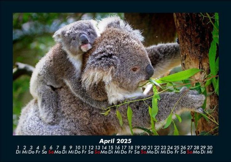 Produktbild: Koala 2025 Fotokalender DIN A5
