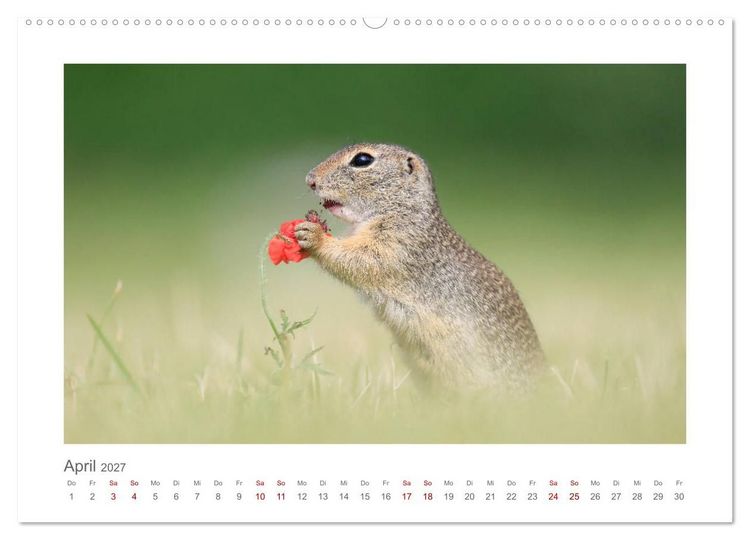Produktbild: Lustige Zieselbabys (hochwertiger Premium Wandkalender 2027 DIN A2 quer), Kunstdruck in Hochglanz