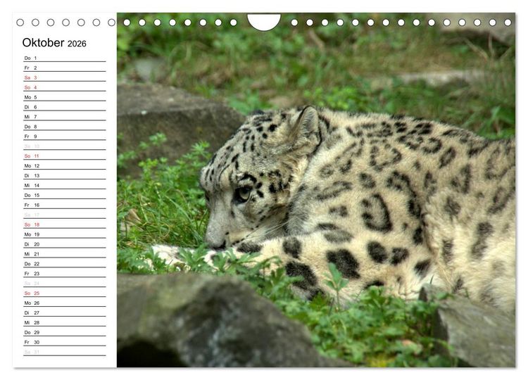 Produktbild: Der Schneeleopard (Wandkalender 2026 DIN A4 quer), CALVENDO Monatskalender