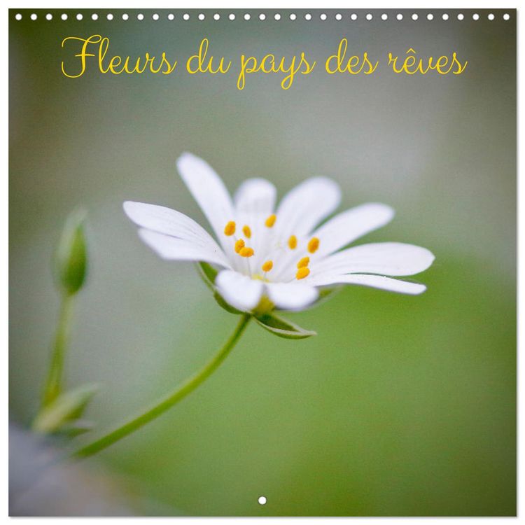 Produktbild: Fleurs du pays des r&ecirc;ves (Calendrier mural carr&eacute; 2026 30x30 cm) Calendrier double avec une page pour vos prises de notes