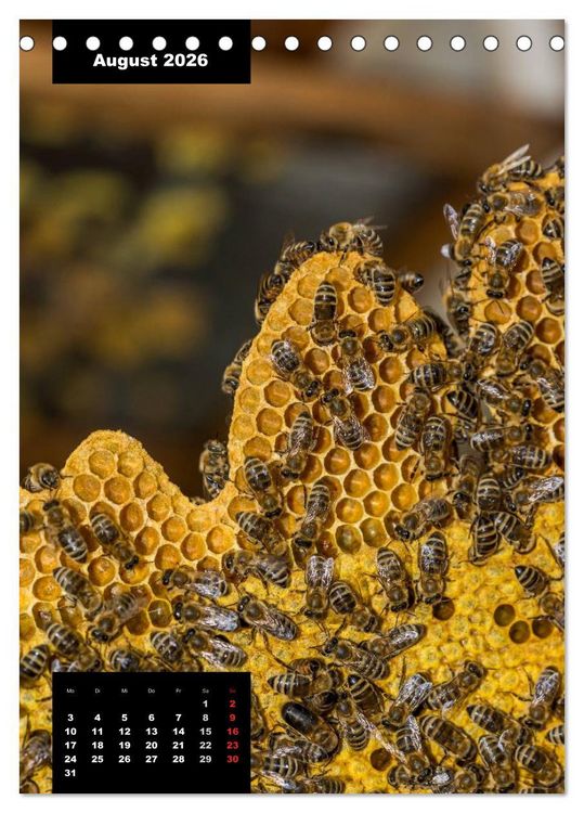 Produktbild: Bienen in ihrem geheimen Reich (Tischkalender 2026 DIN A5 hoch), CALVENDO Monatskalender
