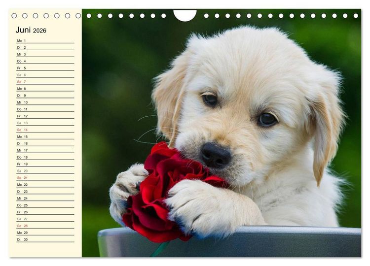 Produktbild: Das Gl&uuml;ck hat einen Namen - Golden Retriever (Wandkalender 2026 DIN A4 quer), CALVENDO Monatskalender