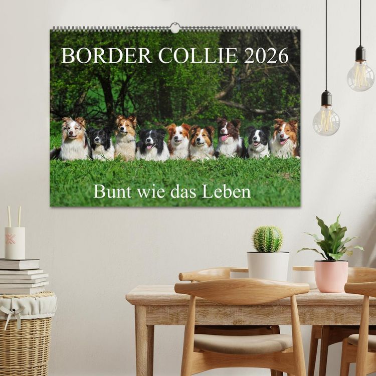 Produktbild: Border Collie 2026 (Wandkalender 2026 DIN A2 quer), CALVENDO Monatskalender
