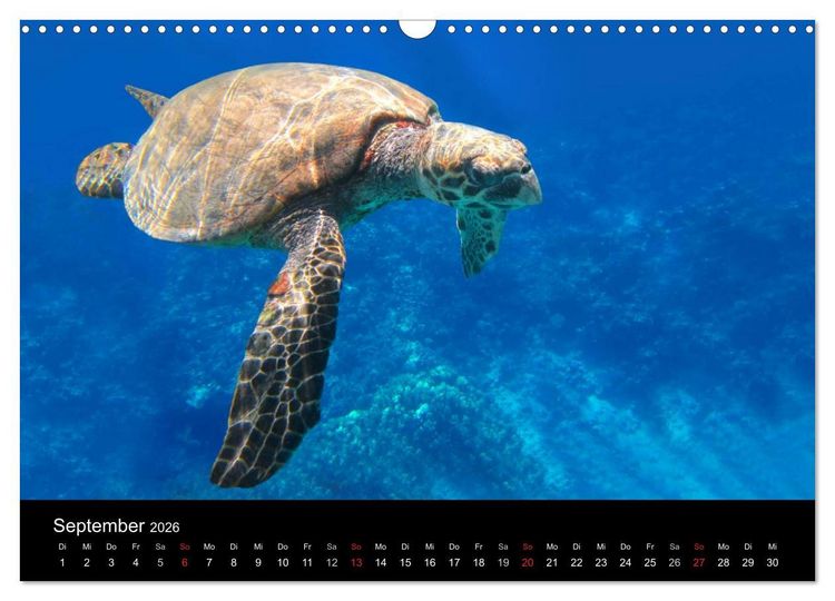 Produktbild: Riffleben - Einfach mal abtauchen (Wandkalender 2026 DIN A3 quer), CALVENDO Monatskalender