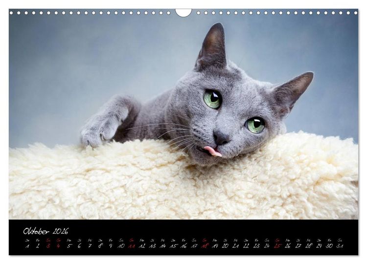 Produktbild: Katzen 2026 (Wandkalender 2026 DIN A3 quer), CALVENDO Monatskalender