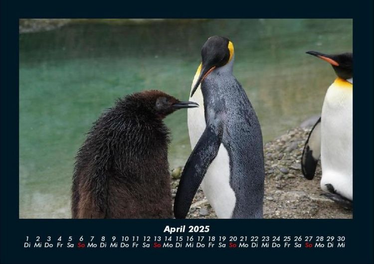 Produktbild: Der Tierkalender 2025 Fotokalender DIN A4