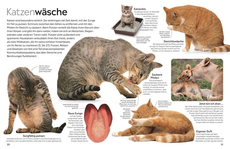 Produktbild: memo Wissen. Katzen