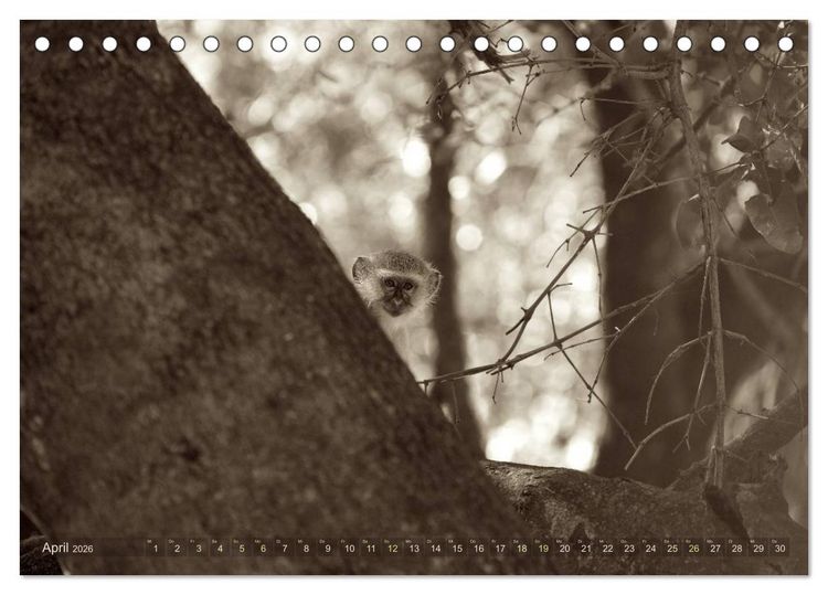 Produktbild: Botswana &ndash; Impressionen aus Afrika (Tischkalender 2026 DIN A5 quer), CALVENDO Monatskalender