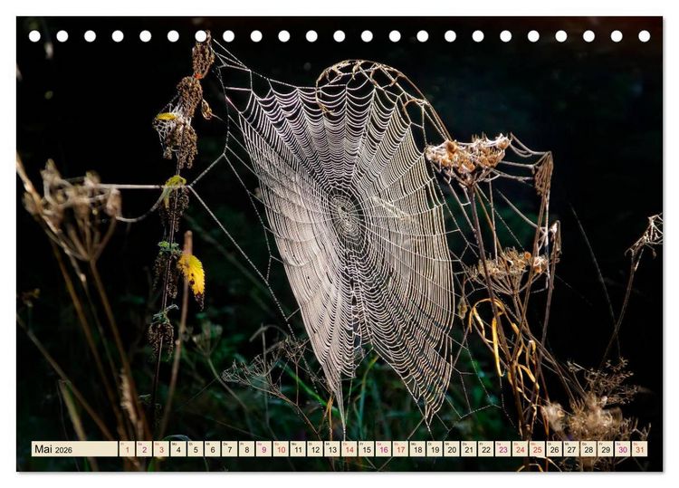 Produktbild: Spinnennetze - Wunder der Natur (Tischkalender 2026 DIN A5 quer), CALVENDO Monatskalender