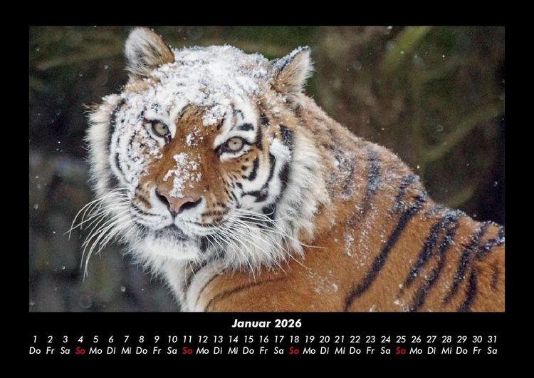 Produktbild: Tiger 2026 Fotokalender DIN A3