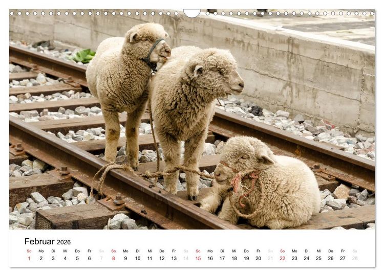 Produktbild: Peru - Land der Inkas und Alpakas (Wandkalender 2026 DIN A3 quer), CALVENDO Monatskalender