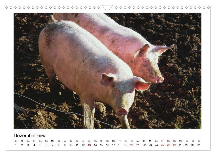 Produktbild: Bauernhoftiere hautnah (Wandkalender 2026 DIN A3 quer), CALVENDO Monatskalender