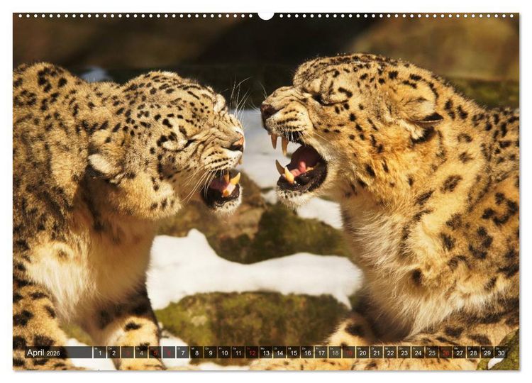Produktbild: Raubkatzen. Wild, sch&ouml;n und kraftvoll (Wandkalender 2026 DIN A2 quer), CALVENDO Monatskalender