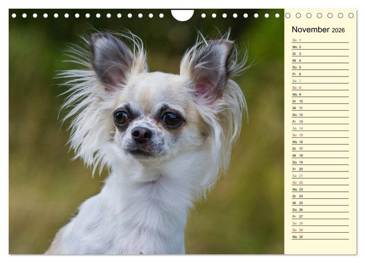 Produktbild: Chihuahua - Kleine Hunde ganz gro&szlig; (Wandkalender 2026 DIN A4 quer), CALVENDO Monatskalender