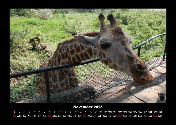 Produktbild: Giraffen 2026 Fotokalender DIN A3