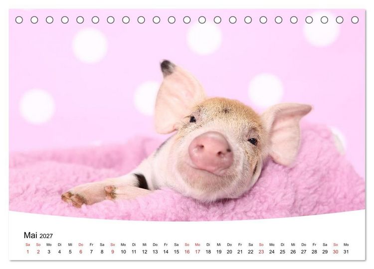 Produktbild: Niedliche Ferkel lovely piglets (Tischkalender 2027 DIN A5 quer), CALVENDO Monatskalender