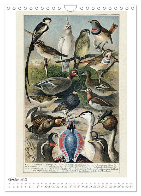 Produktbild: Formenspiele der Evolution. Chromolithographien des 19. Jahrhunderts (Wandkalender 2026 DIN A4 hoch), CALVENDO Monatskalender
