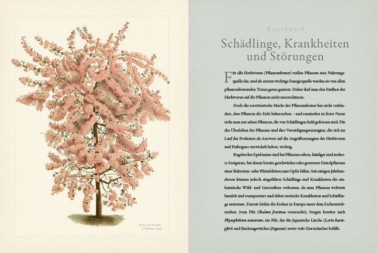 Botanik für Gärtner