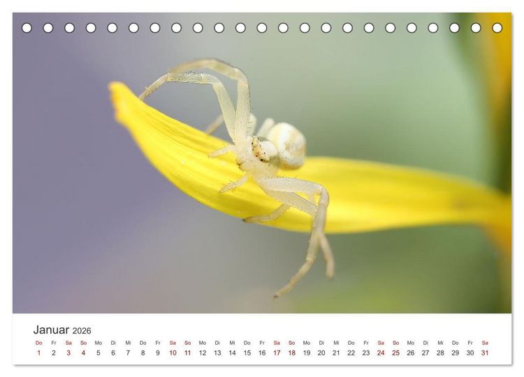 Produktbild: Der etwas andere Blickwinkel (Tischkalender 2026 DIN A5 quer), CALVENDO Monatskalender