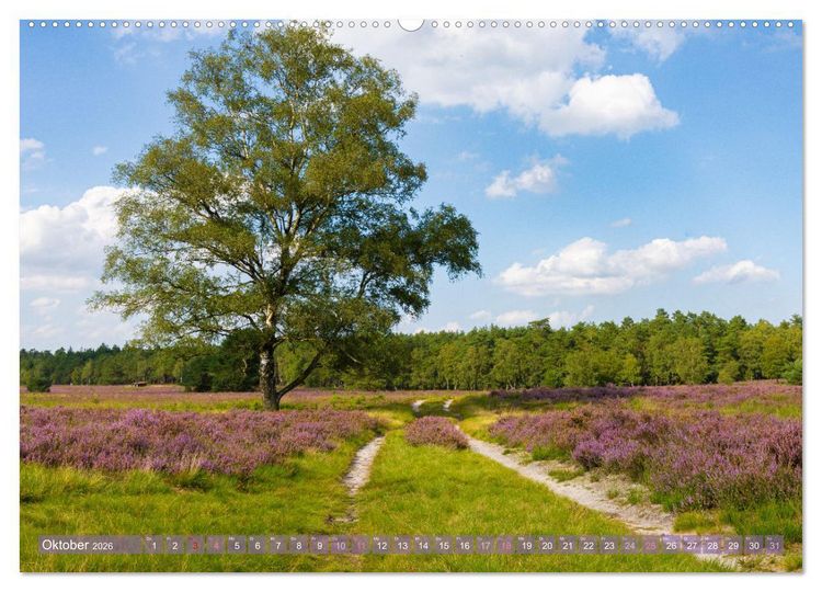 Produktbild: Im Bl&uuml;tenrausch der L&uuml;neburger Heide (Wandkalender 2026 DIN A2 quer), CALVENDO Monatskalender