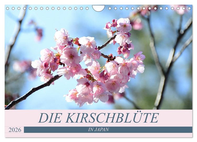 Produktbild: Die Kirschbl&uuml;te in Japan (Wandkalender 2026 DIN A4 quer), CALVENDO Monatskalender