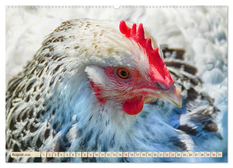 Produktbild: Charmante H&uuml;hner (Wandkalender 2026 DIN A2 quer), CALVENDO Monatskalender
