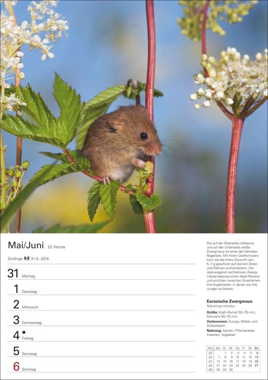 Produktbild: Heimische Tiere Wochenplaner 2027 - 53 faszinierende Fotografien