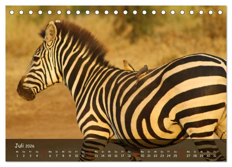 Produktbild: Wildes Ostafrika - Tansania und Kenia hautnah (Tischkalender 2026 DIN A5 quer), CALVENDO Monatskalender