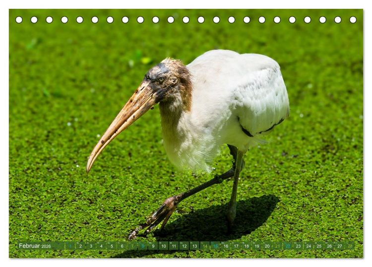 Produktbild: Waldstorch und Anhinga (Tischkalender 2026 DIN A5 quer), CALVENDO Monatskalender