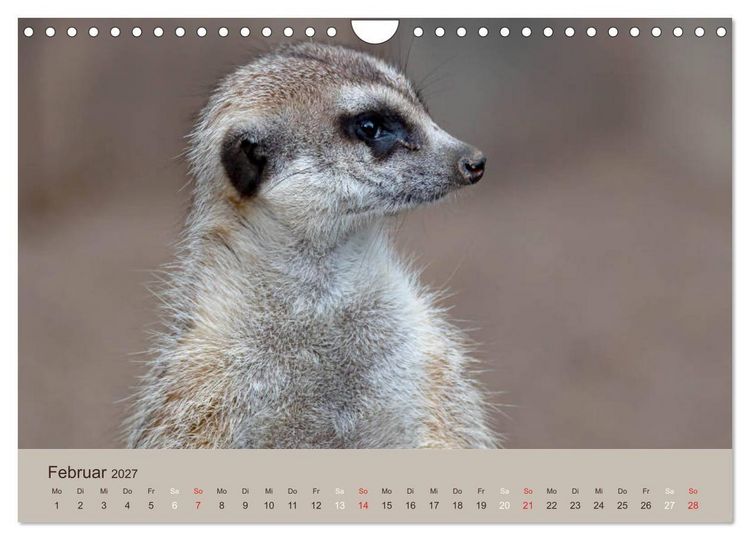 Produktbild: Quirlige Erdm&auml;nnchen (Wandkalender 2027 DIN A4 quer), CALVENDO Monatskalender